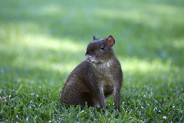 Image showing Mexican Agouti