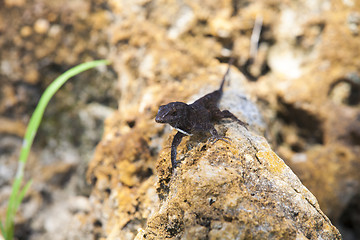 Image showing Lizard