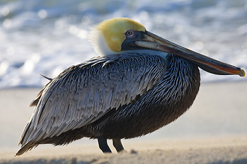 Image showing Pelican is walking on a shore