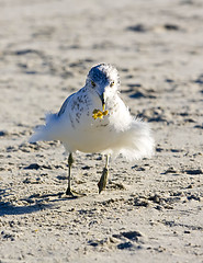 Image showing Seagull