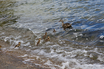 Image showing ??? duck and ducklings