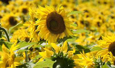 Image showing  Sunflowers field 