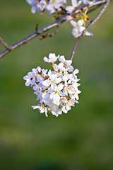 Image showing Sakura  blossom 