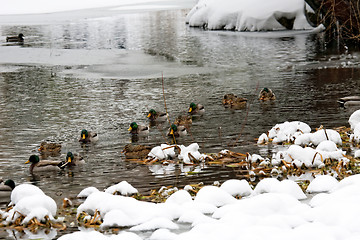 Image showing Duck family in Manhattan River