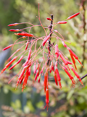 Image showing Beautiful flowers of Israel