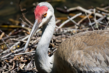 Image showing Redheaded crane