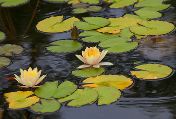 Image showing Water lily