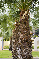 Image showing Palm tree