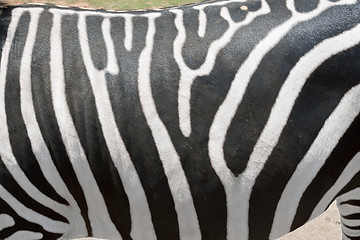 Image showing Zebras Stripes
