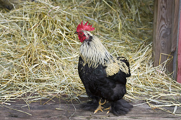 Image showing Rooster