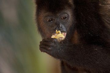 Image showing Monkey is eating an apple 