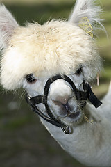 Image showing Llama