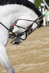 Image showing Horse