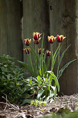 Image showing Tulips