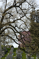 Image showing Arlington National Cemetary