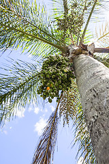 Image showing palm tree 