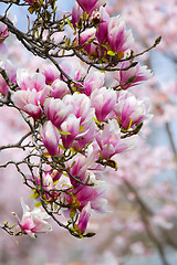 Image showing Magnolia blossom 