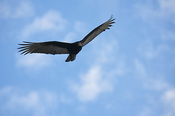 Image showing Flying hawk on cloudy sky 