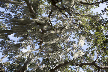 Image showing Mysterious Spanish Moss
