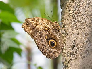 Image showing Camouflaged butterfly