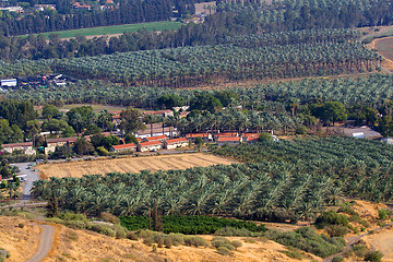 Image showing Ponaramic view of banana palm plantation