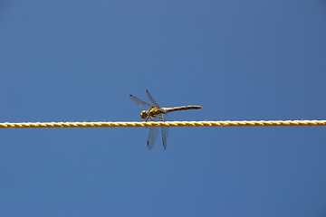 Image showing dragonfly on the line