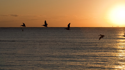 Image showing Beautiful morning. Pelicans flying over Caribbean sea