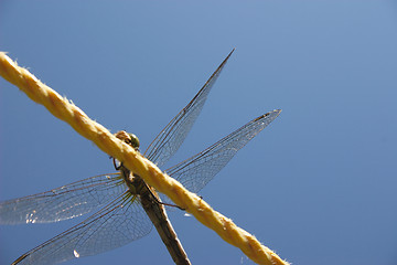 Image showing dragonfly on the line