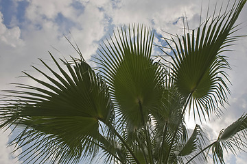 Image showing Palm tree