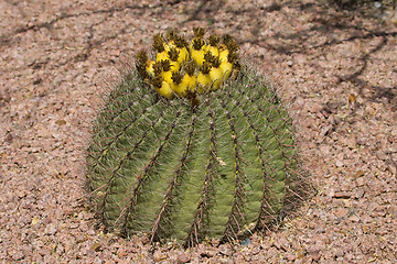 Image showing  Cactus blossom 