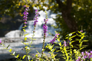 Image showing Beautiful summer flowers on a background of waterfall