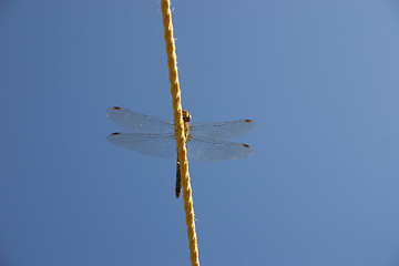 Image showing dragonfly on the line