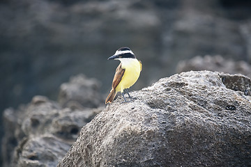 Image showing Golden-crowned Kinglet