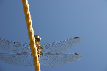 Image showing dragonfly on the line