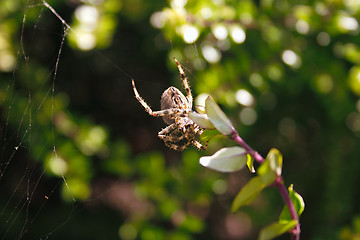 Image showing spider in its web