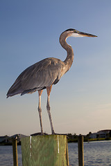 Image showing Great Blue Heron