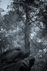 Image showing Tree on rock