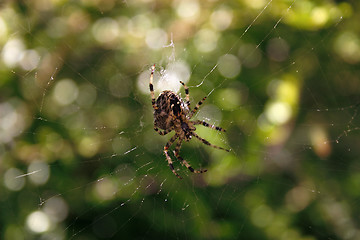 Image showing spider in its web