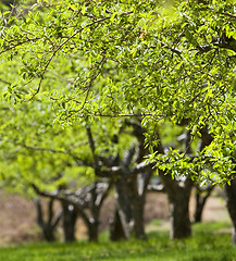 Image showing Apple garden 