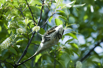 Image showing Nest of webworms. 