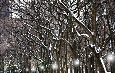 Image showing An Old Park Mystery. Central Park NY