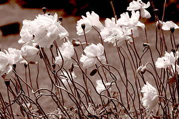 Image showing Poppies