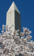 Image showing Washington monument on sunny day