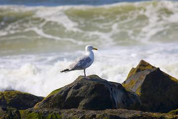 Image showing Seagull and ocean 