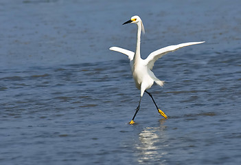 Image showing Great White Heron 