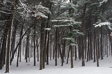 Image showing Winter forest