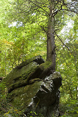 Image showing Tree on rock