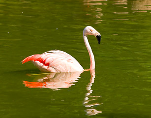 Image showing Flamingo at Lake 