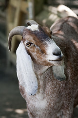 Image showing Goat