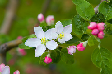 Image showing A beautiful flowering tree